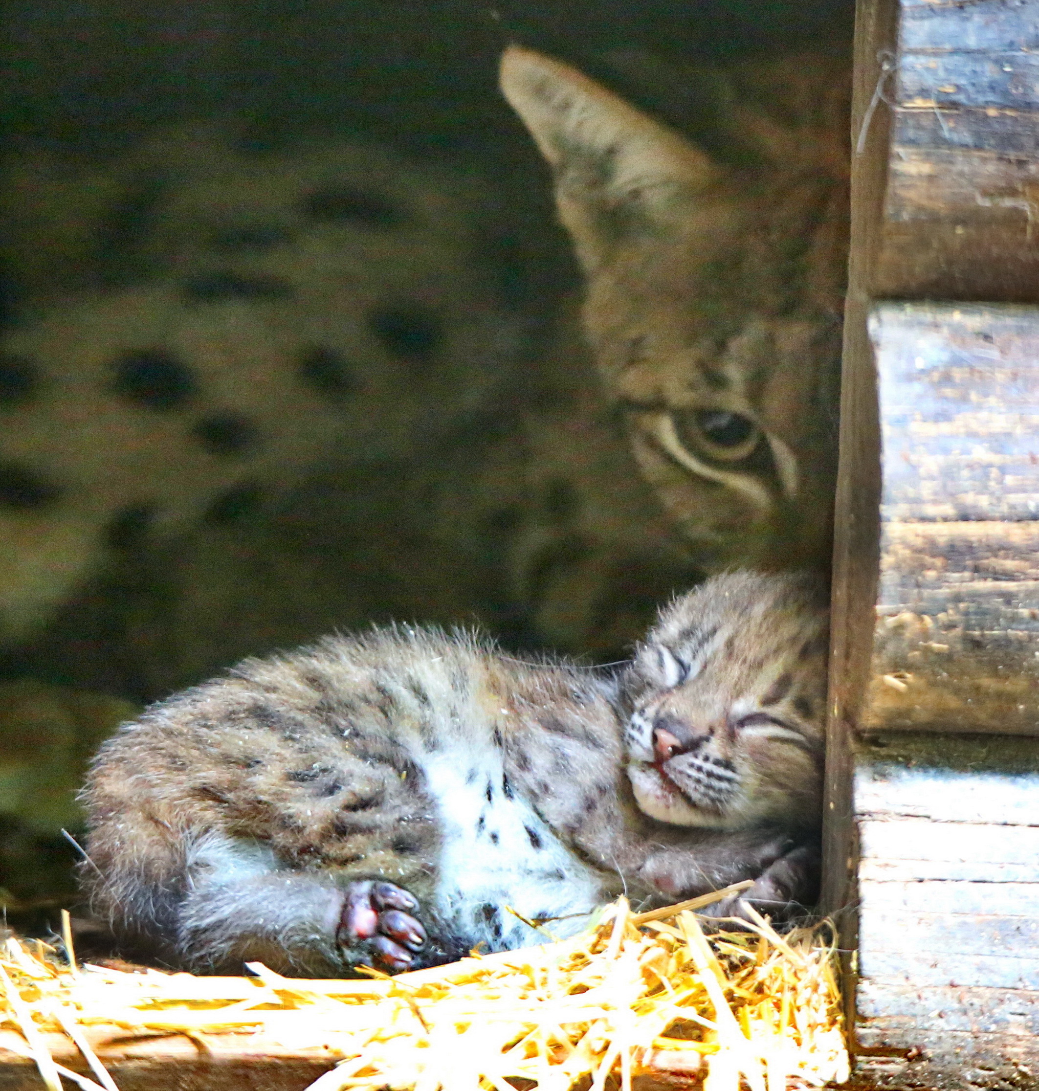 Luchsweibchen Zveta mit ihrem Nachwuchs im Zoo Karlsruhe.