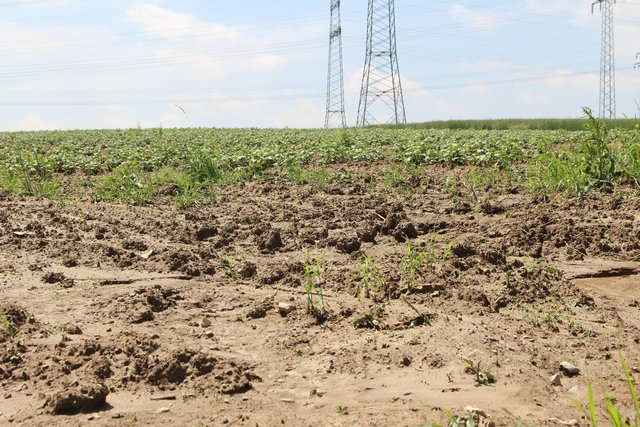 Schlamm auf dem Acker zwischen Ölbronn und Dürrn.