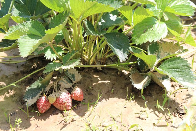 Stillleben: Erdbeeren im Schlamm