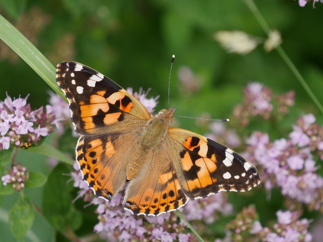 Schmetterling am Derdinger Horn
