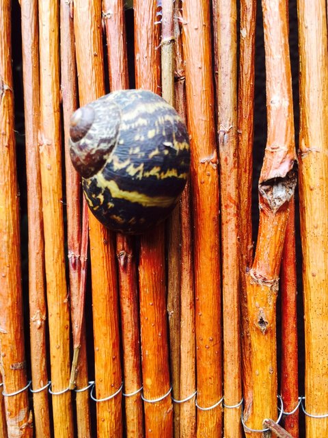 Gehäuseschnecke am Weidenzaun