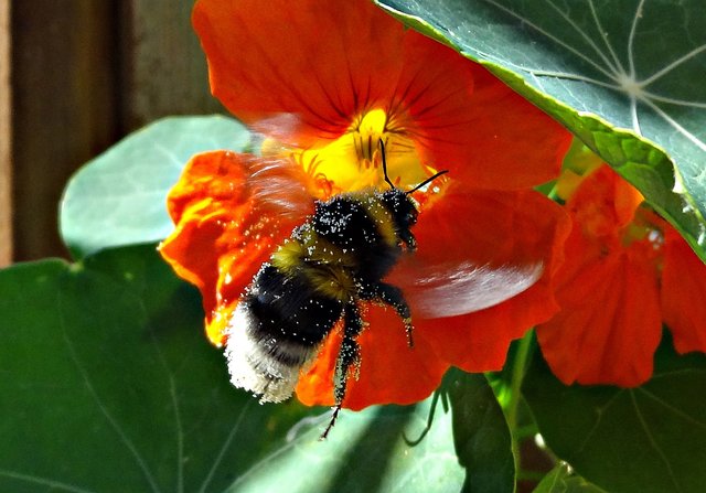 Eine Hummel übersät mit Pollen