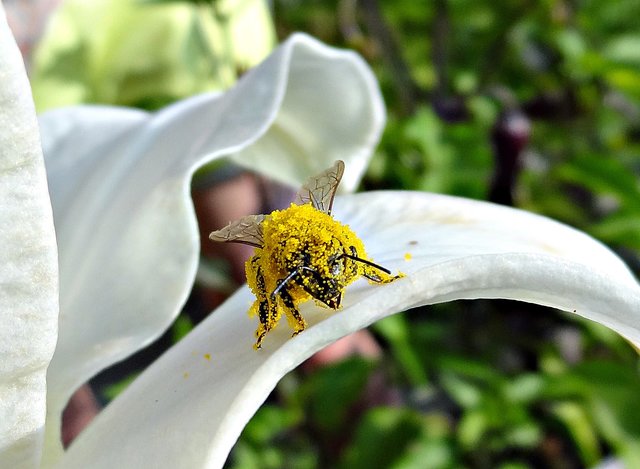Eine etwas übereifrige Honigbiene