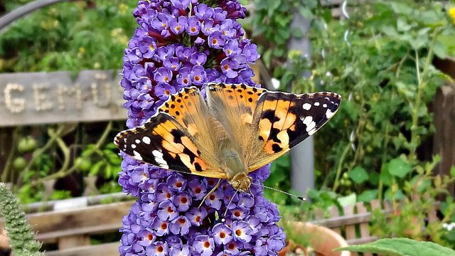 Diestelfalter auf Sommerflieder