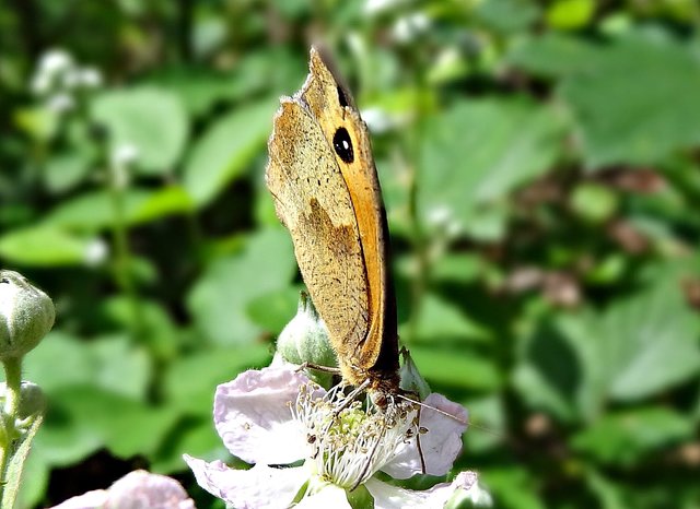 Kleiner Heufalter auf Brombeere