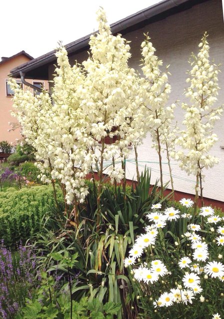 Unsere blühende Agave