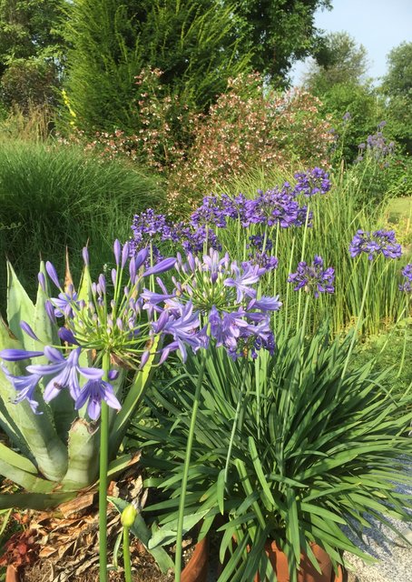 Schmucklilien (Agapanthus) Im Garten