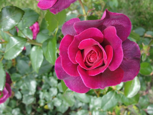 Eine Rose für dich ....