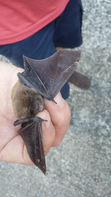 Rettungsaktion Fledermaus