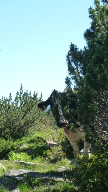 Neugierige Kuh im Zillertal