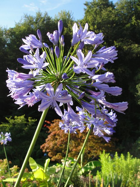 Afrikanische Schmucklilie