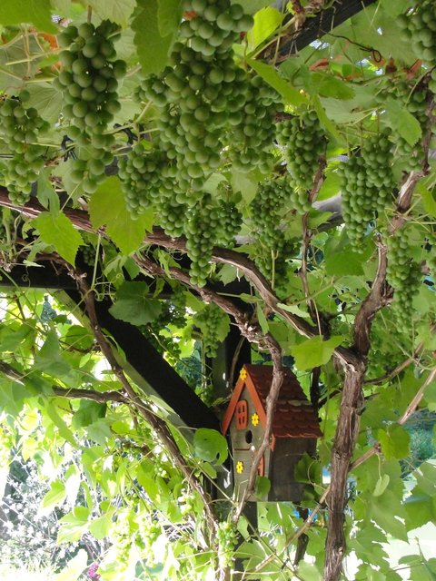 Warten auf die Weinlese