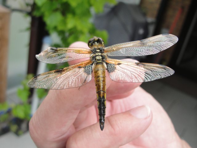 Besuch einer Libelle