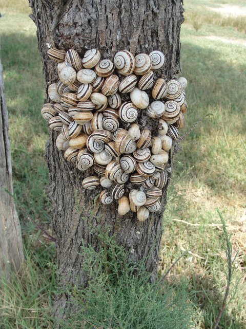 Meeting der Schnecken