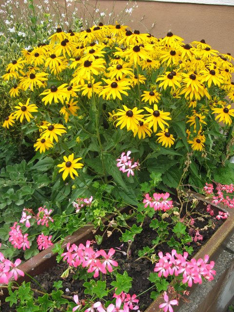 Ein Blütenmeer, fotografiert von unserer Leserreporterin Andrea Hechler. | Foto: Andrea Hechler