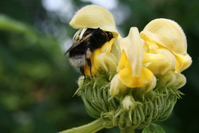 Biene trifft Blume. Ein Foto unserer Leserreporterin Renate Müller. | Foto: Renate Müller