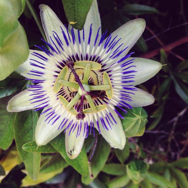 Blütenträume von unserer Leserreporterin Szanto Barbara. | Foto: Szanto Barbara