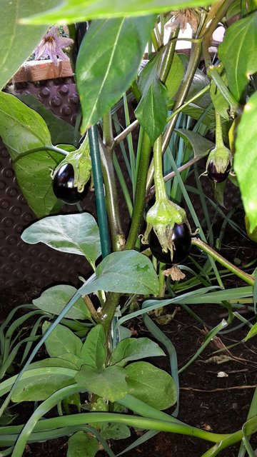 Zeit zu ernten. Auch dieses Bild stammt von unserer Leserreporterin Claudia Schwarzenbrunner. | Foto: Claudia Schwarzenbrunner