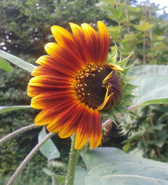 Eine halbe Sonne im Garten von Leserreporterin Ira Zsarina Müller. | Foto: Ira Zsarina Müller