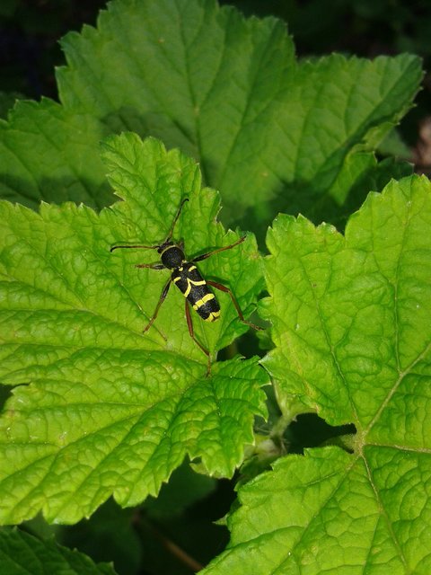 Eine tolle Makro-Aufnahme von Leserreporter Kai Müller. | Foto: Kai Müller