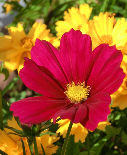 Blütenpracht satt im Garten von Leserreporterin Heike Meyer. | Foto: Heike Meyer