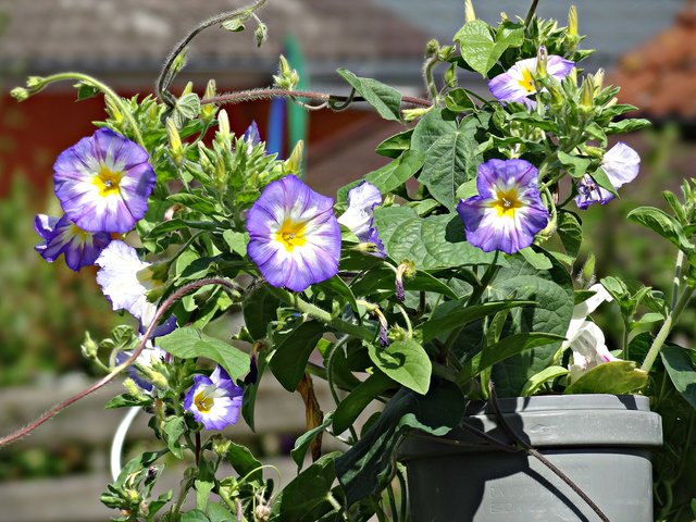 Ein Abflussrohr mit Blumenschmuck, ebenfalls von unserer Leserreporterin Marlies Pleus-Harth. | Foto: Marlies Pleus-Harth