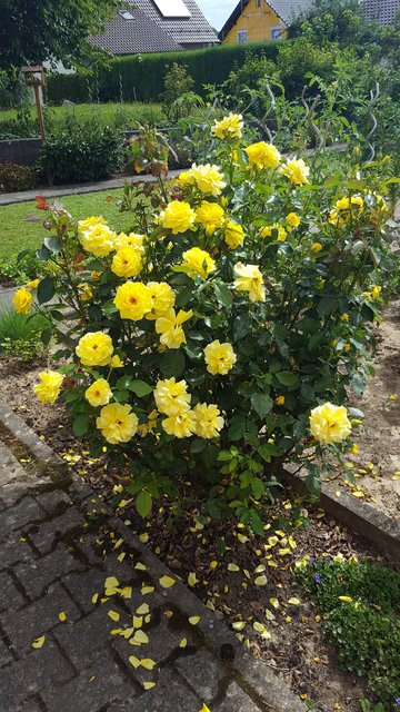 Wunderschöne gelbe Rosen unserer Leserreporterin Helga Rebel. | Foto: Helga Rebel