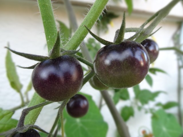 Nicht groß aber oho. Blaue Tomaten von unserer Leserreporterin Marlies Pleus-Harth. | Foto: Marlies Pleus-Harth