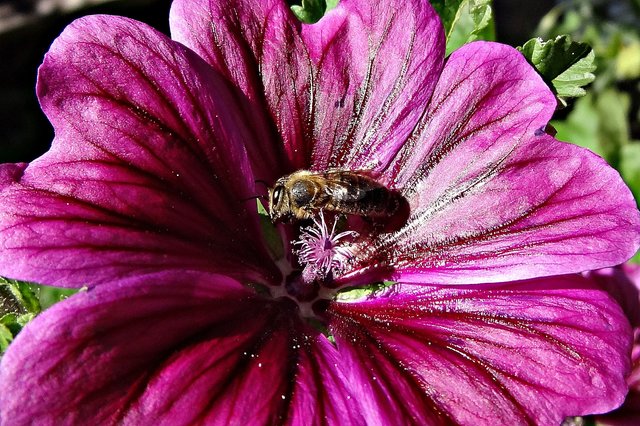 Eine Biene auf einer wunderschönen Malvenblüte. Fotografiert von unserer Leserreporterin Marlies Pleus-Harth. | Foto: Marlies Pleus-Harth