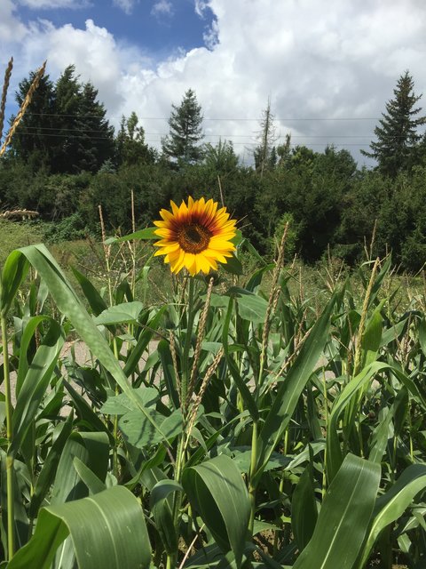 Eine einsame Sonnenblume im Maisfeld von unserem Leserreporter Gerald Himmel. | Foto: Gerald Himmel