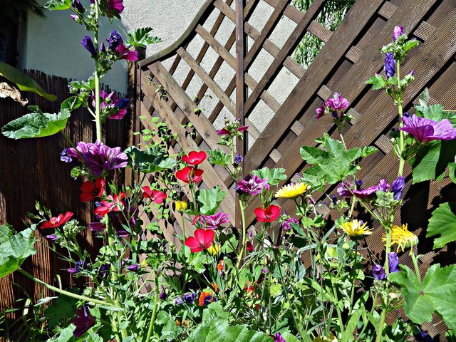 Wildblumen im eigenen Garten. Von unserer Leserreporterin Marlies Pleus-Harth. | Foto: Marlies Pleus-Harth