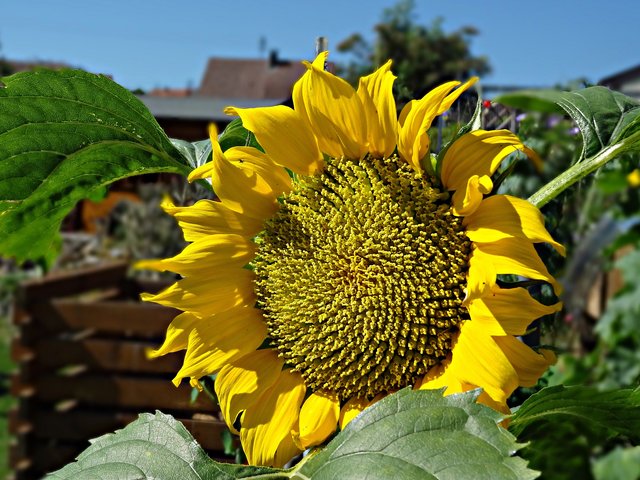 Gartenidylle mit Sonnenblume von unserer Leserreporterin Marlies Pleus-Harth. | Foto: Marlies Pleus-Harth