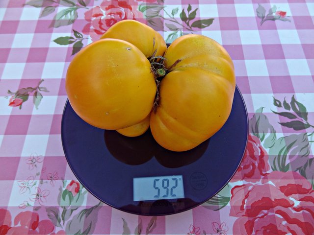 Die goldene Tomate von unserer Leserreporterin Marlies Pleus-Harth. | Foto: Marlies Pleus-Harth