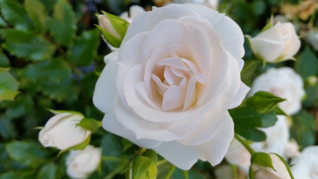 Eine Gartenschönheit, fotografiert von unserer Leserreporterin Gaby Dauth. | Foto: Gaby Dauth