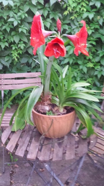 Wunderschöne Tischdekoration unserer Leserreporterin Angela Loriaux. | Foto: Angela Loriaux