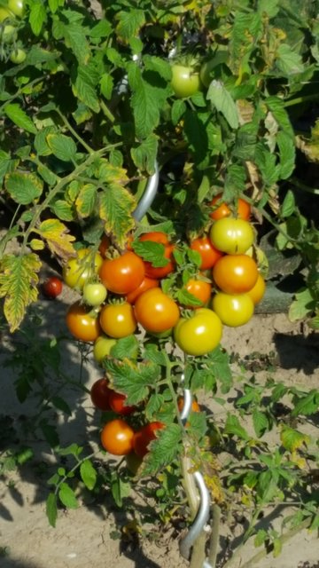 Ein bunter Strauß an Tomaten. Fotografiert von unserer Leserreporterin Claudia Rebel. | Foto: Claudia Rebel