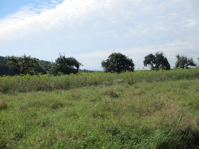 Feld mit Wildmischung, wie sie dank der Förderung durch das Land wieder vermehrt angebaut werden.