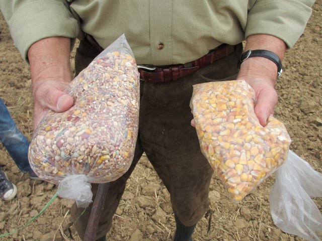 Viele Monokulturen auf den Feldern tragen dazu bei, dass es weniger Singvögel auf Feld und Flur gibt. Links eine Samenmischung, wie sie früher auf Feldern wuchs.