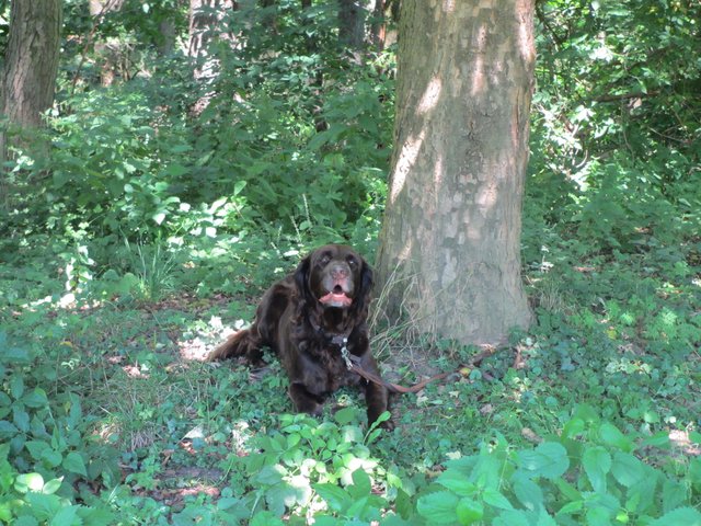 Tretters Hund Jacques, ein Deutsch Langhaar, begleitet die Jagdhörner mit melodischem Geheule.