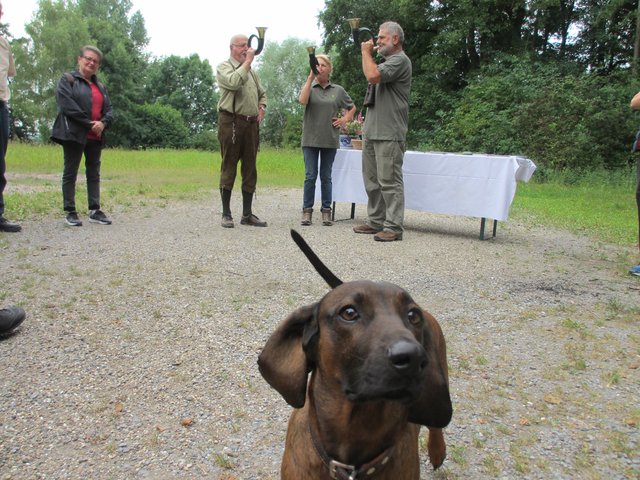 Ira, der Hund von Pfitzenmeier, ist ein Gebirgsschweißhund.