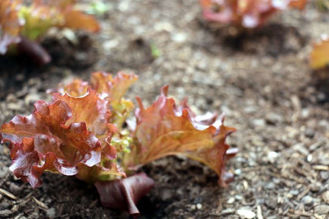 Lollo Rosso im Beet unserer Leserreporterin Iris Huber. | Foto: Iris Huber