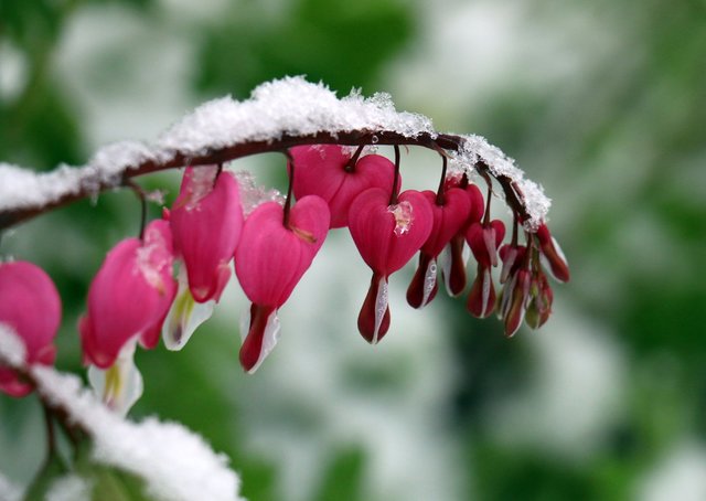 Schnee am 26. April. Festgehalten von unserer Leserreporterin iris Huber. | Foto: Iris Huber