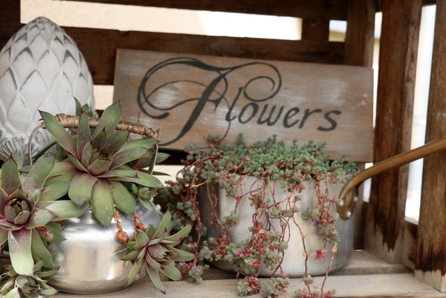 Hauswurz im eigenen Garten. Fotografiert von unserer Leserreporterin Iris Huber. | Foto: Iris Huber