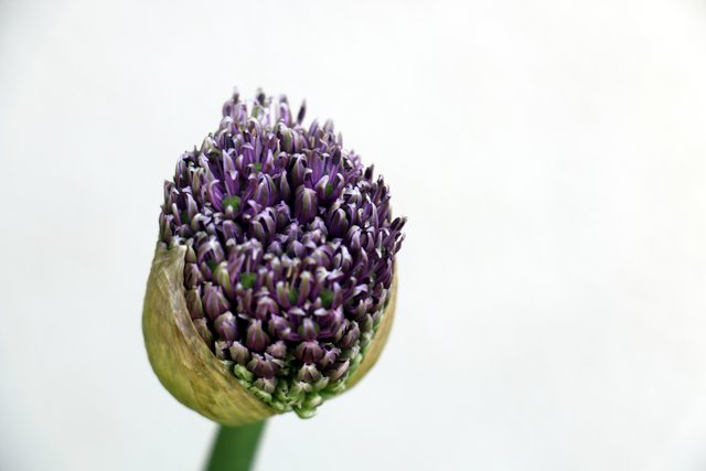 Das Frühlingserwachen in einem Bild unserer Leserreporterin Iris Huber. | Foto: Iris Huber