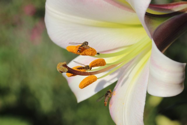 Lebhaftes Treiben auf den Pollensäcken der Königs-Lilie. Fotografiert von unserem Leserreporter Edgar Dehm. | Foto: Edgar Dehm