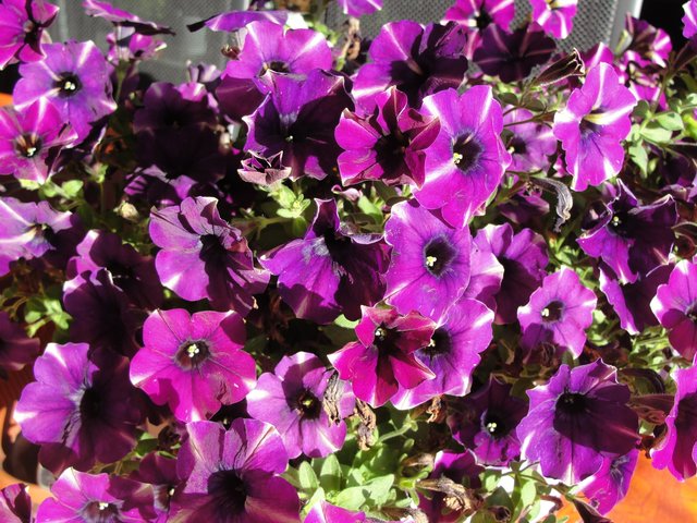 Ein lila Blütentraum von Helga Rössner. | Foto: Helga Rössner