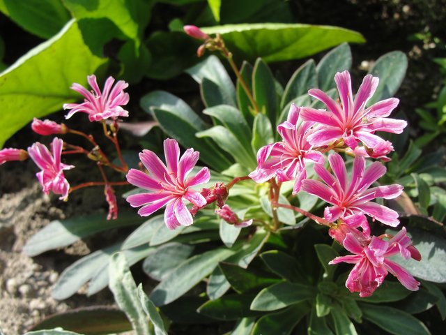Schillernde Farben im Garten von Helga Rössner. | Foto: Helga Rössner