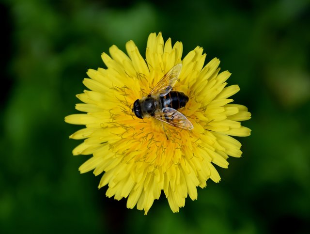Eine eifrige Pollensammlerin hat Theo Burkhardt fotografiert. | Foto: Theo Burkhardt