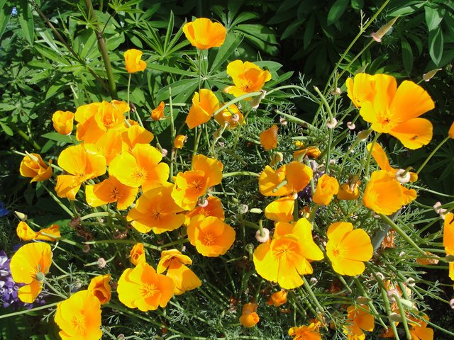 Ein Blütentraum, fotografiert von Helga Rössner. | Foto: Helga Rössner