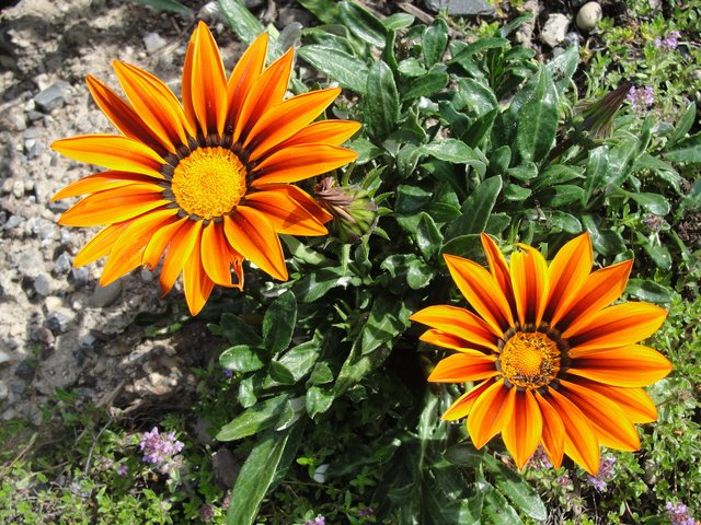 Buntes aus dem Garten von Helga Rössner. | Foto: Helga Rössner